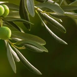 Abbacchiatore Elettrico A Batteria Manico Telescopico 193-293 Cm 11 Abbacchiatore Elettrico A Batteria Manico Telescopico 193-293 Cm -Garden Home abbacchiatore elettrico a batteria manico telescopico 193 293 cm 5