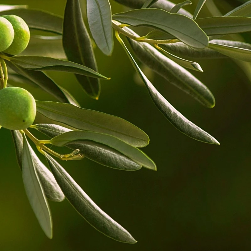 Abbacchiatore Elettrico A Batteria Manico Telescopico 193-293 Cm 6 Abbacchiatore Elettrico A Batteria Manico Telescopico 193-293 Cm - immagine 6