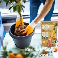 AGRUMOOD LUPINI MACINATI PER AGRUMI 1 KG Per Limoni In Vaso E In Terra E Piante Acidofile -Garden Home agrumood lupini macinati per agrumi 1 kg per limoni in vaso e in terra e piante acidofile 4