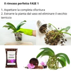 Corteccia Per Orchidee BARKMOOD Speciale Rinvaso 2,5 Lt 11 Corteccia Per Orchidee BARKMOOD Speciale Rinvaso 2,5 Lt -Garden Home corteccia per orchidee barkmood speciale rinvaso 25 lt 4