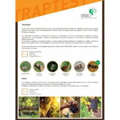 Isatrap Traptest Lepidotteri Trappola Fenormoni Tignola Della Vite (Eupoecilia Ambiguella)